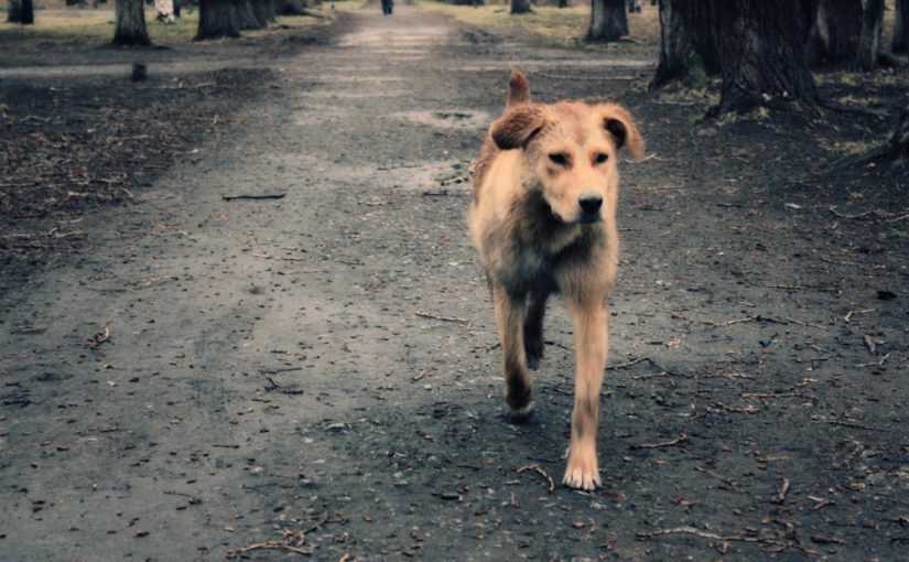 В Новороссийске выделили 10 млн. рублей на решение судеб брошенных собак