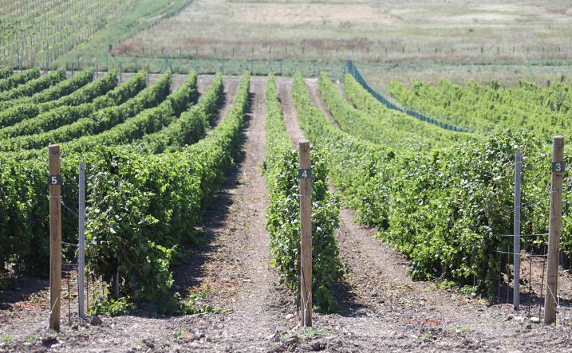 Три новороссийских предприятия будут выпускать вина с защищенным географическим указанием