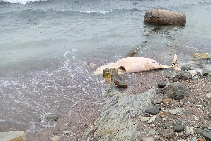Мертвые дельфины Новороссийска уронили рейтинг Кубани
