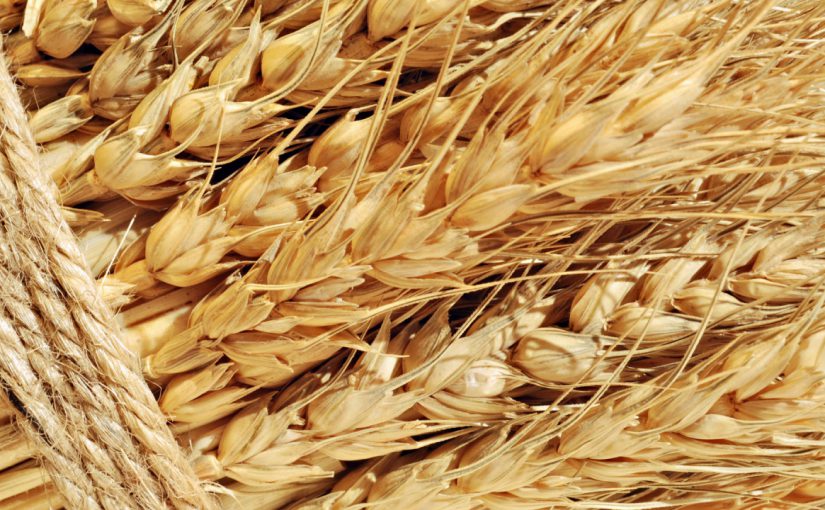 В Новороссийск для перегрузки  будут привозить на 6 млн тонн зерна больше