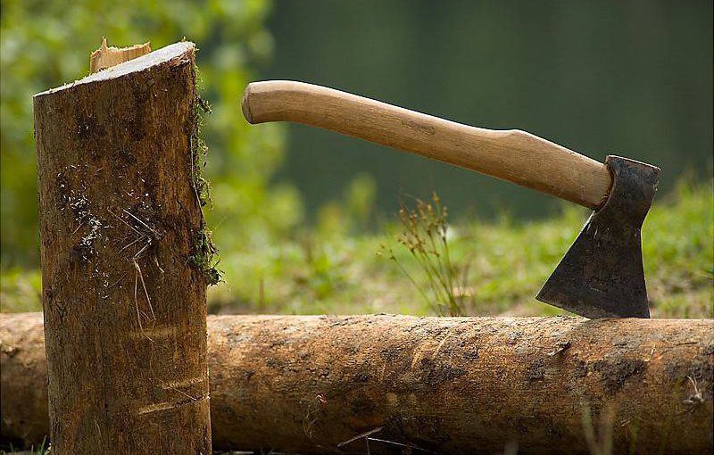 За шесть вырубленных деревьев в Новороссийске могут дать до семи лет