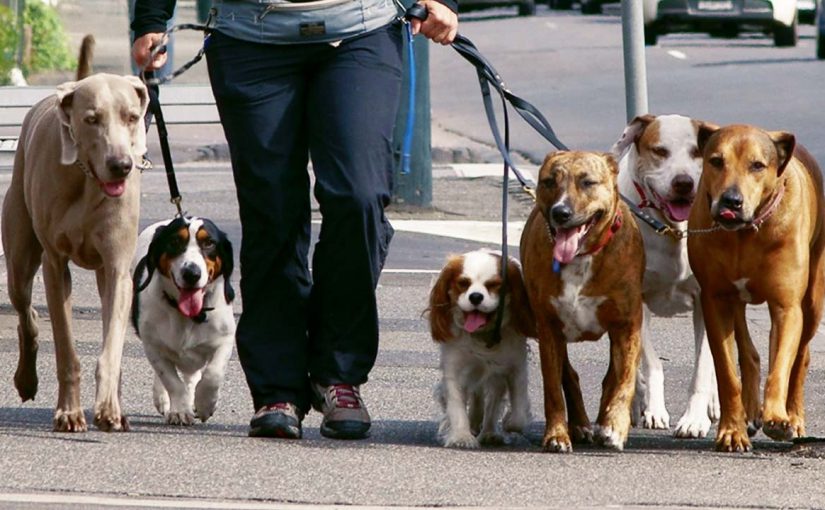 В Новороссийске наконец-то будут строить площадки для выгула собак