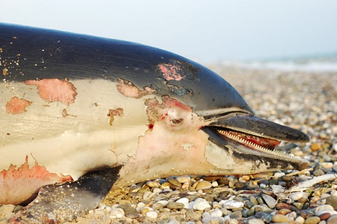 Закончено расследование причин массовой гибели дельфинов. Причины неясны