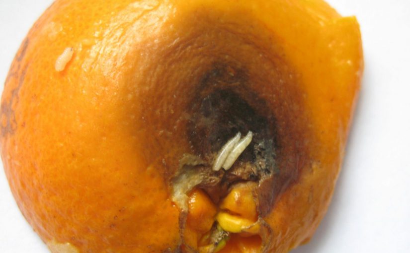 В Новороссийске не смогли отделить мух от египетских апельсинов