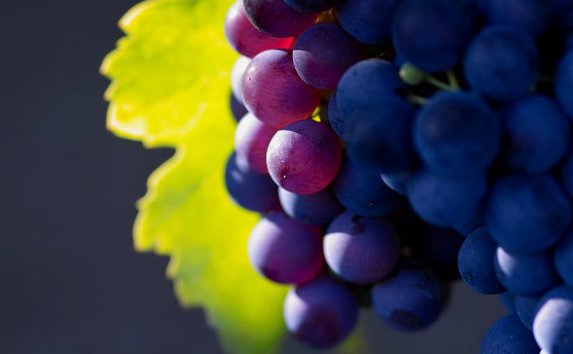В «Абрау-Дюрсо» из Африки привозят виноград