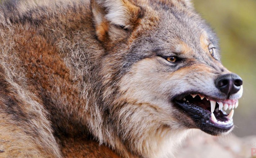 В Новороссийске подстрелили волка, нападавшего на стада