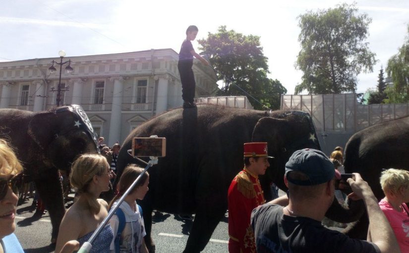После питерского карнавала цирковых артистов в Новороссийск приедут слоны