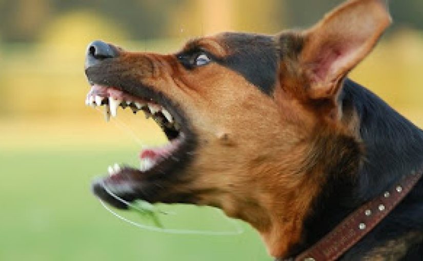 Чаще всего в Новороссийске кусаются соседские собаки