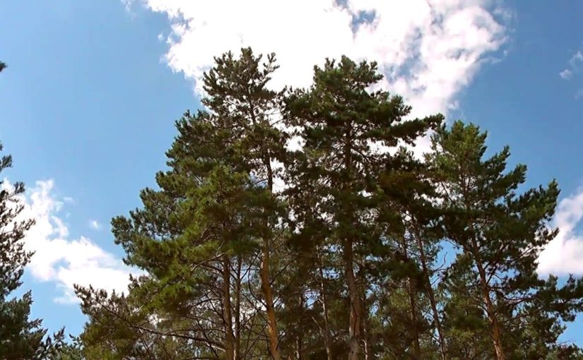Деревья на набережной Новороссийска: в администрации рассматривают новые варианты