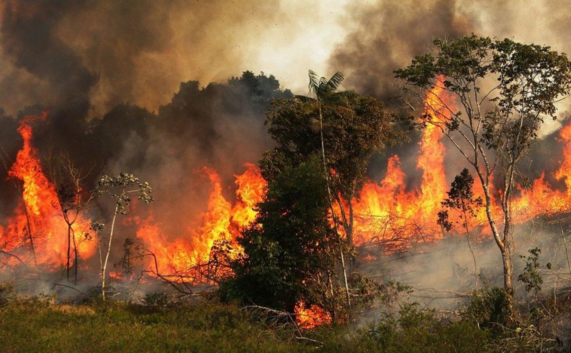 Под Новороссийском два краснодарских налоговика сожгли участок заповедного леса