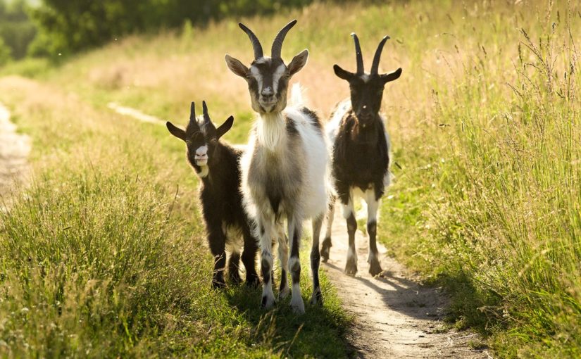 В Новороссийске  у 3 овечек и 12 коз появится породистая наставница