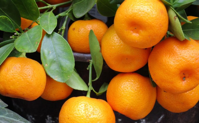 В Новороссийск за первый квартал ввезли почти 450 тыс. тонн мандаринов и апельсинов