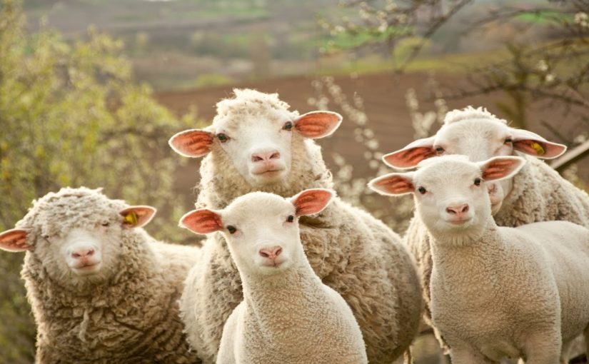 В  Новороссийске ищут овечье стадо для собаки