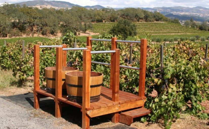Компании «Абрау-Дюрсо» запретили ввозить саженцы винограда из Франции