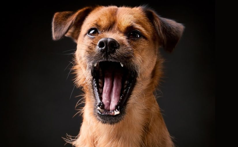 В Новороссийске собака 40 минут не пускала бригаду «скорой» к пациентке