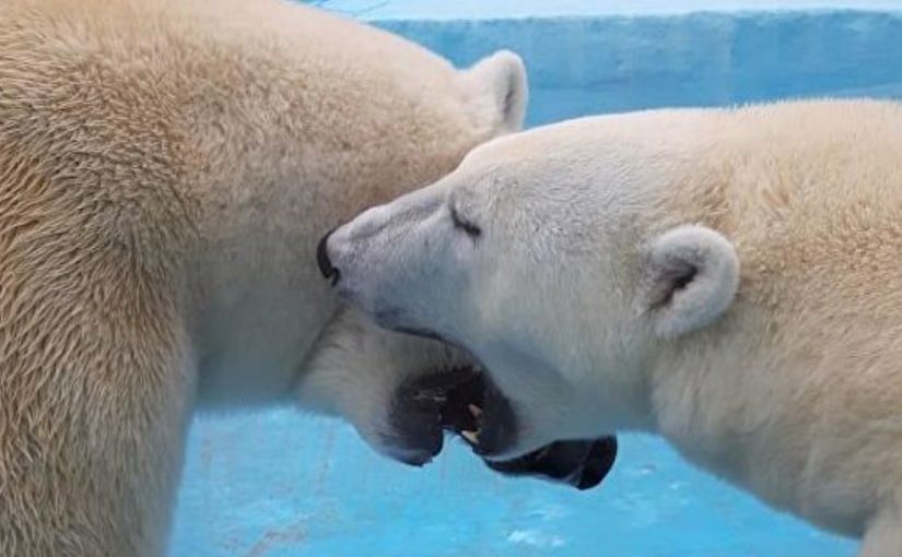 В Сафари-парке Геленджика показали медвежий поцелуй