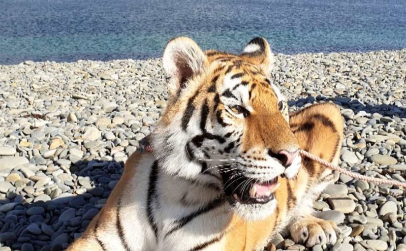 Тигрицу, которая гуляла по Суджукской косе, хотят изъять у хозяина, потому что ей плохо