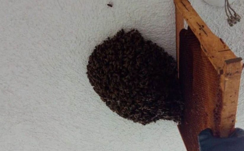 В Новороссийске в многоэтажном доме поселились пчелы