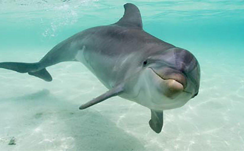 Ученые с вертолета больше всего дельфинов обнаружили в районе Геленджика и Новороссийска