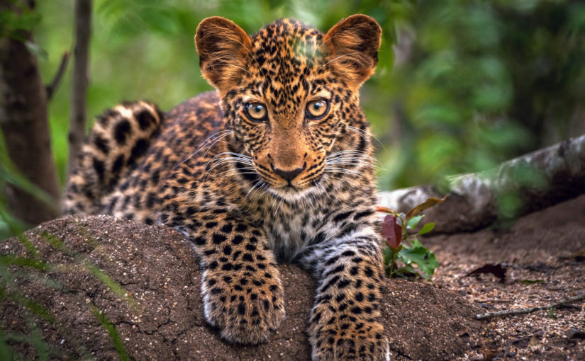 В Новороссийске расследуют, почему погиб леопард, сбежавший из частного дома