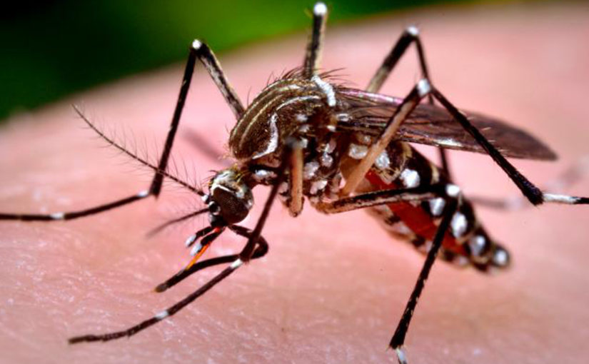 Угрожают ли новороссийцам комары-переносчики опасных вирусов