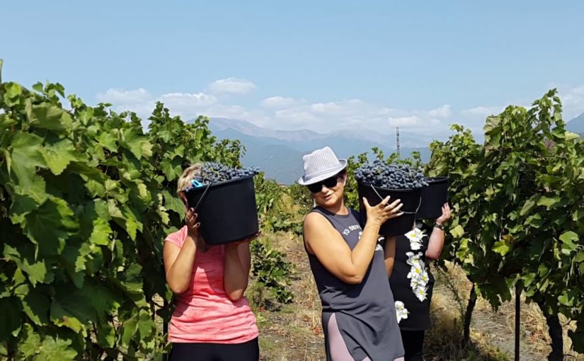 В Абрау-Дюрсо туристам предлагают заплатить 15 тысяч рублей, чтобы убирать виноград