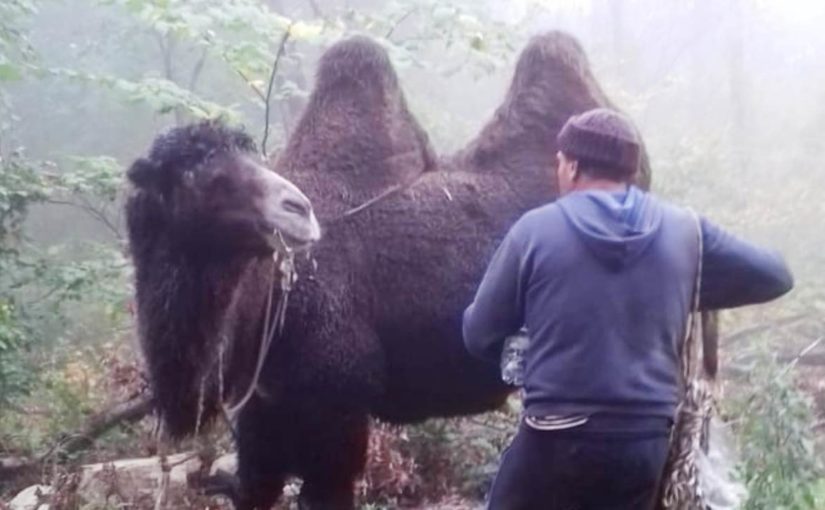 В горах у Новороссийска заблудился табун верблюдов (видео)