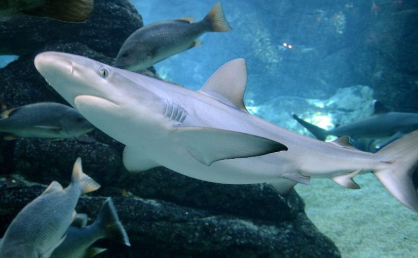 В Геленджике продают акулу из обанкротившегося океанариума