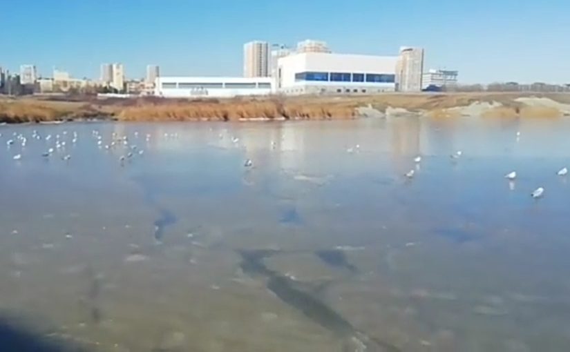 В Новороссийске покрылась льдом Суджукская лагуна (видео)
