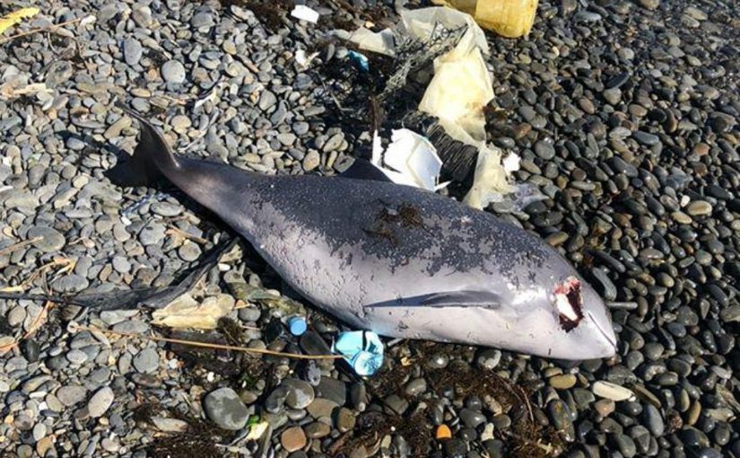 В Новороссийске найден мертвый дельфин