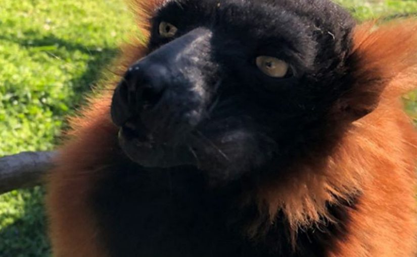 Обитателям новороссийского зоопарка ДоДо всем миром собирали на корм (видео)