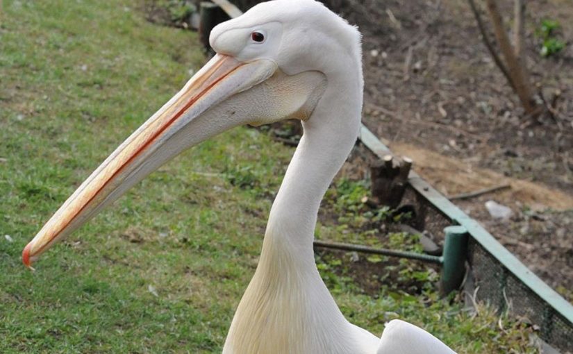 В зоопарке Новороссийска пока не выяснили: пеликан Гриша – мальчик или девочка? (видео)
