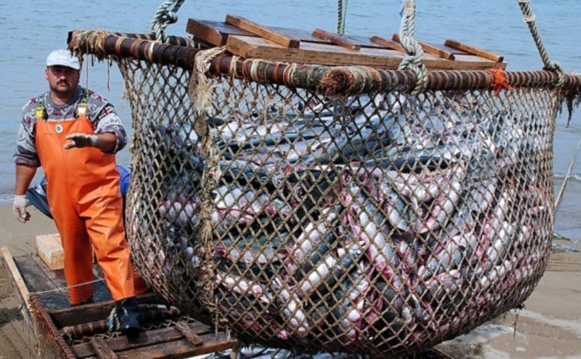 Рыбопромышленники Новороссийска уступают в Черном море крымчанам на океанских траулерах
