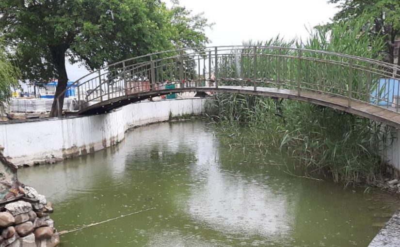 В Новороссийске реконструируют мутный «удовлетворительный» пруд, где живут черепахи