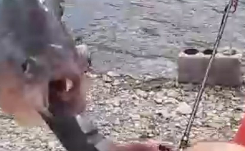 В озере Абрау поймали пиранью. Травоядную (видео)
