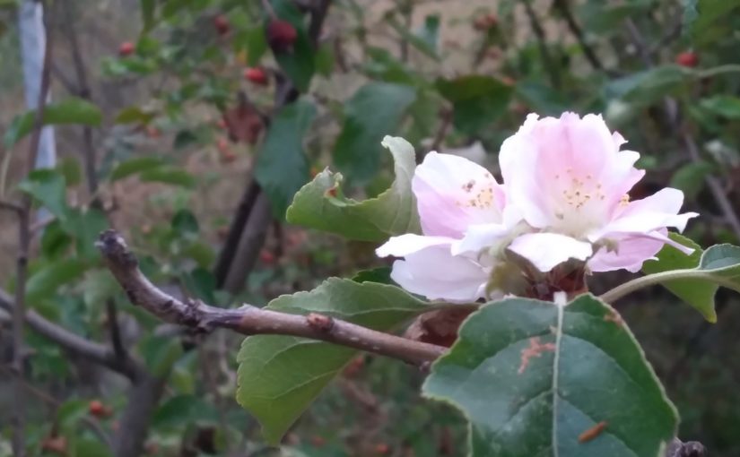 В Новороссийске деревья цветут и плодоносят одновременно (видео)