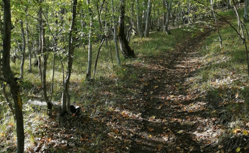 В лесах под Новороссийском нашли два трупа
