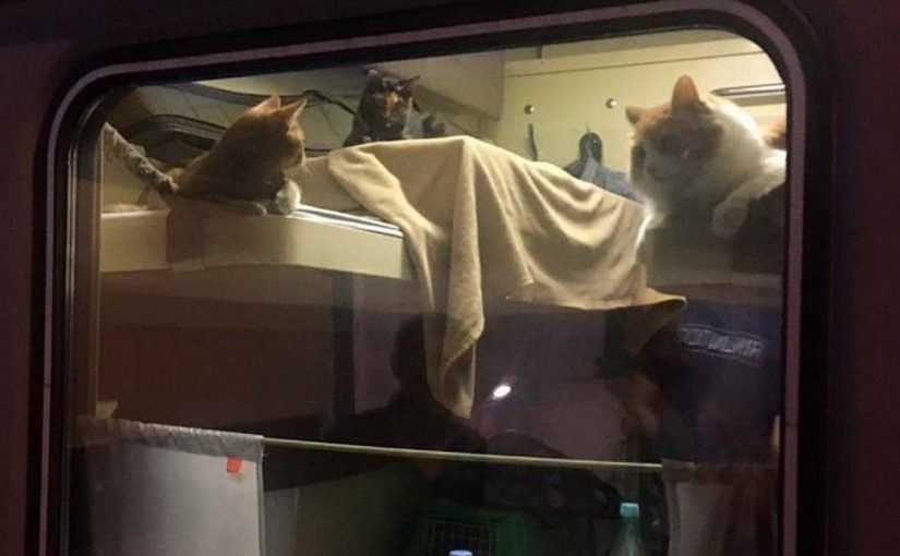 Пассажир поезда Москва-Анапа выкупил целое купе для своих котов