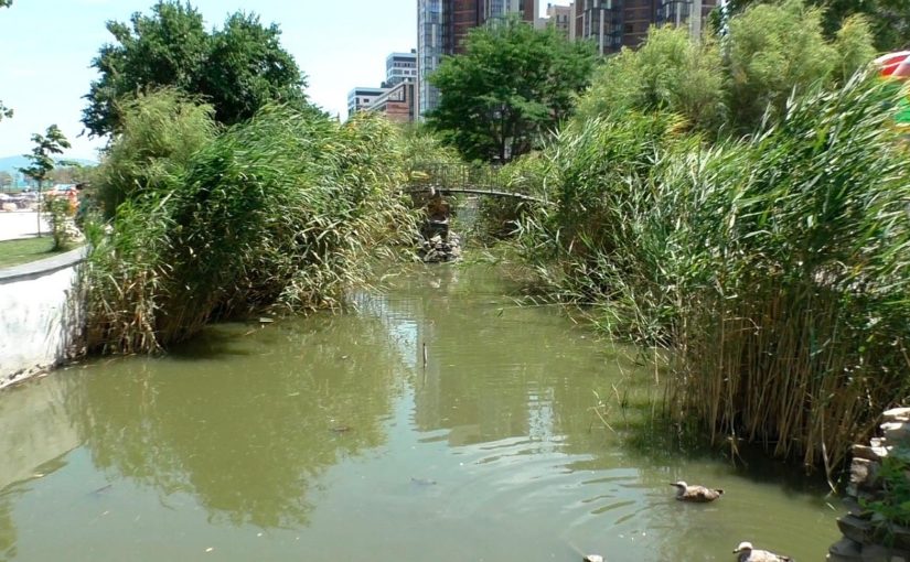 Новороссийцам предложили взять домой черепах из пруда в парке им. Фрунзе