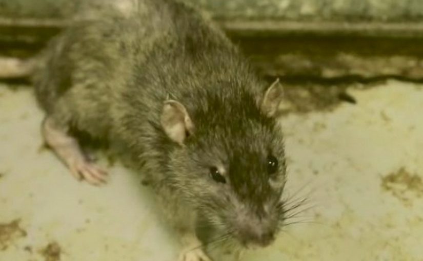 В Новороссийске спасали жильцов многоэтажки от крысы, а крысу от жильцов