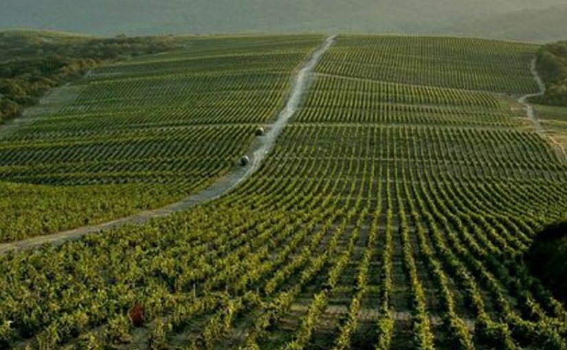 За кражу кольев с виноградников «Абрау-Дюрсо» воришке назначили 400 часов общественных работ