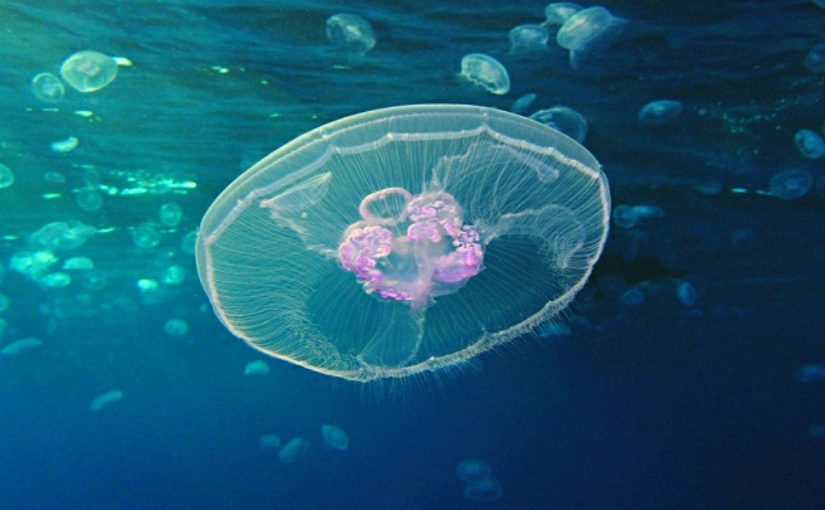 Чтобы спасти хамсу, в Черном море будут вылавливать медуз и продавать китайцам?