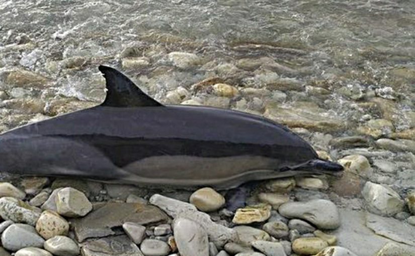 Как новороссийцы могут помочь дельфинам в сезон выброса китообразных