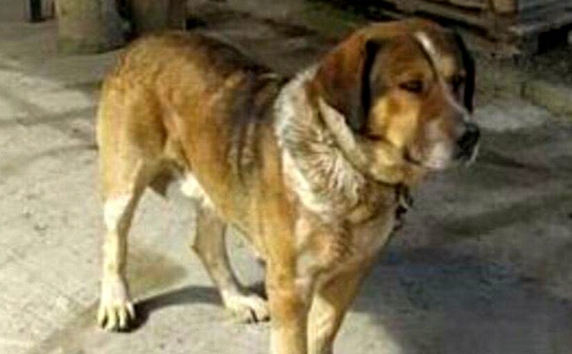 В Новороссийске всей улицей искали пса, убежавшего искать хозяина