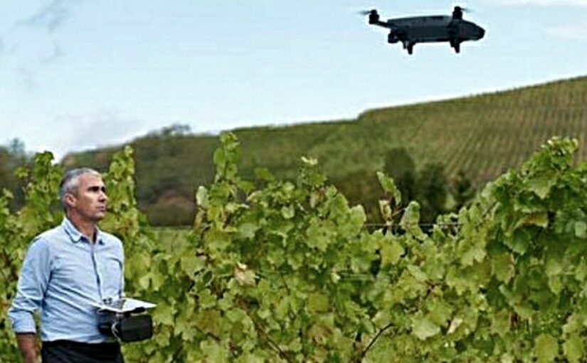 Виноградники Новороссийска предложили опрыскивать и удобрять с помощью дронов