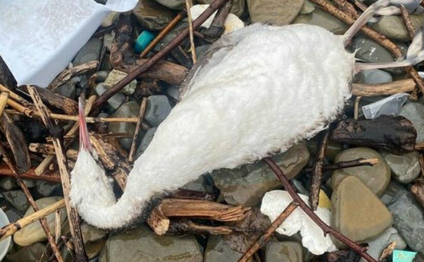 В Новороссийске возьмут пробы воды и грунта, чтобы определить причины гибели птиц