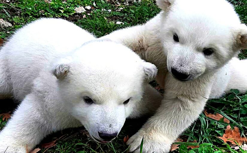 Белым медвежатам в Геленджике привезли маркотхского снега (видео)