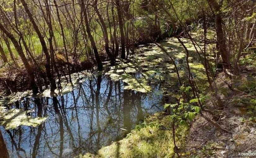 Чиновничье  чванство в Новороссийске – назвать канавой ручей в Пионерской роще