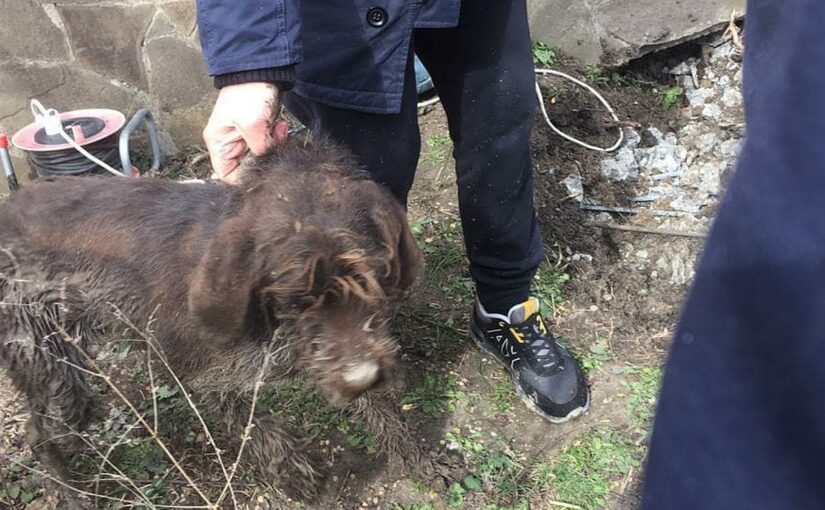 Вытащить из ливневки застрявшую собаку спасателям Новороссийска помогла сила и ненормативная лексика?