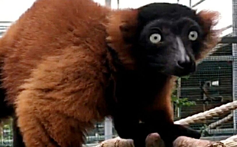 В новороссийском зоопарке кричат лемуры — пришла пора любви (видео)